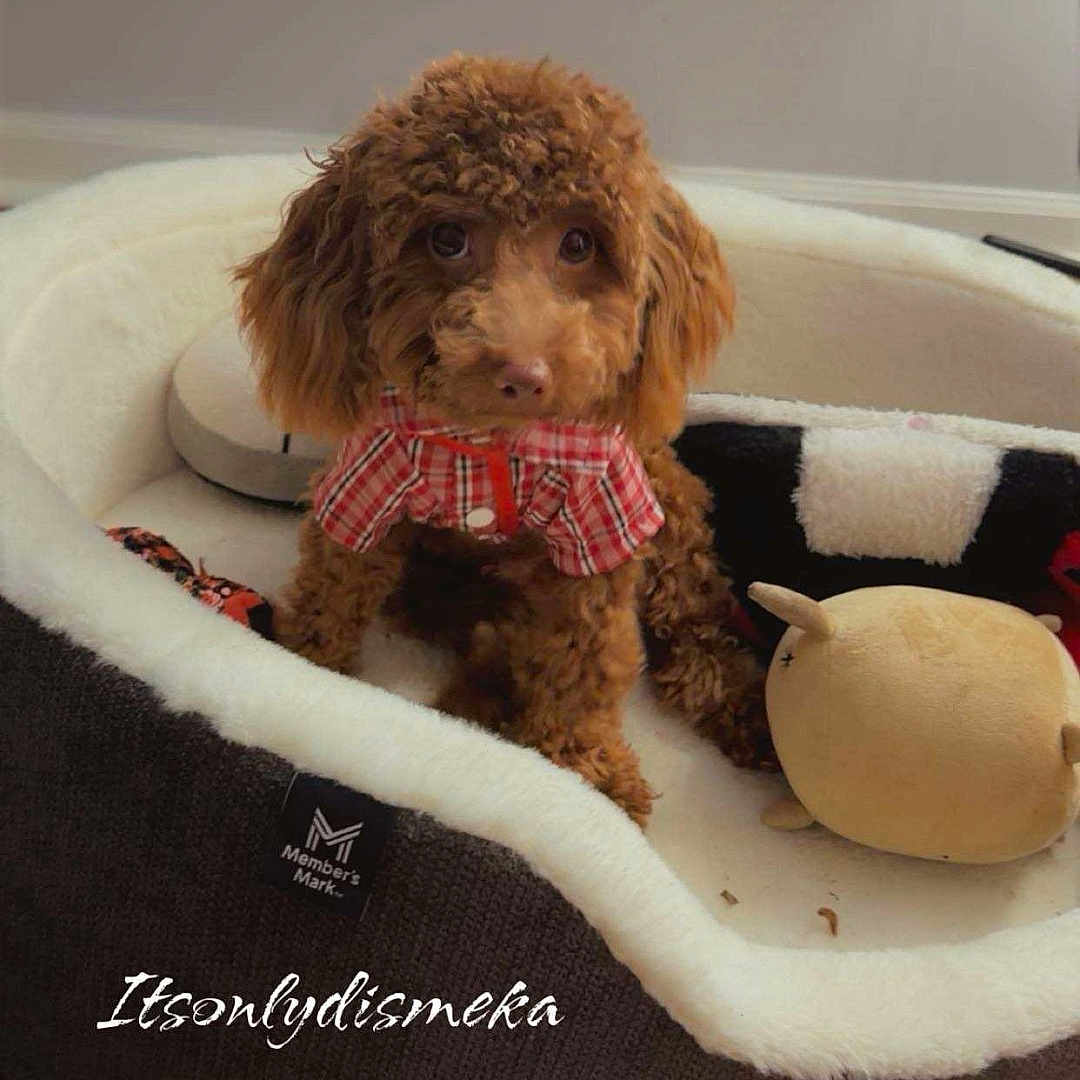 Cairo joined the competition — help win amazing prizes! dog, poodle, brown, pet, plaid_shirt, dog_bed, plush_toy, indoor, wood_floor, cozy, cute, looking_up, small_dog, fur, animal, home, flooring, toy, wearing_clothes, sitting