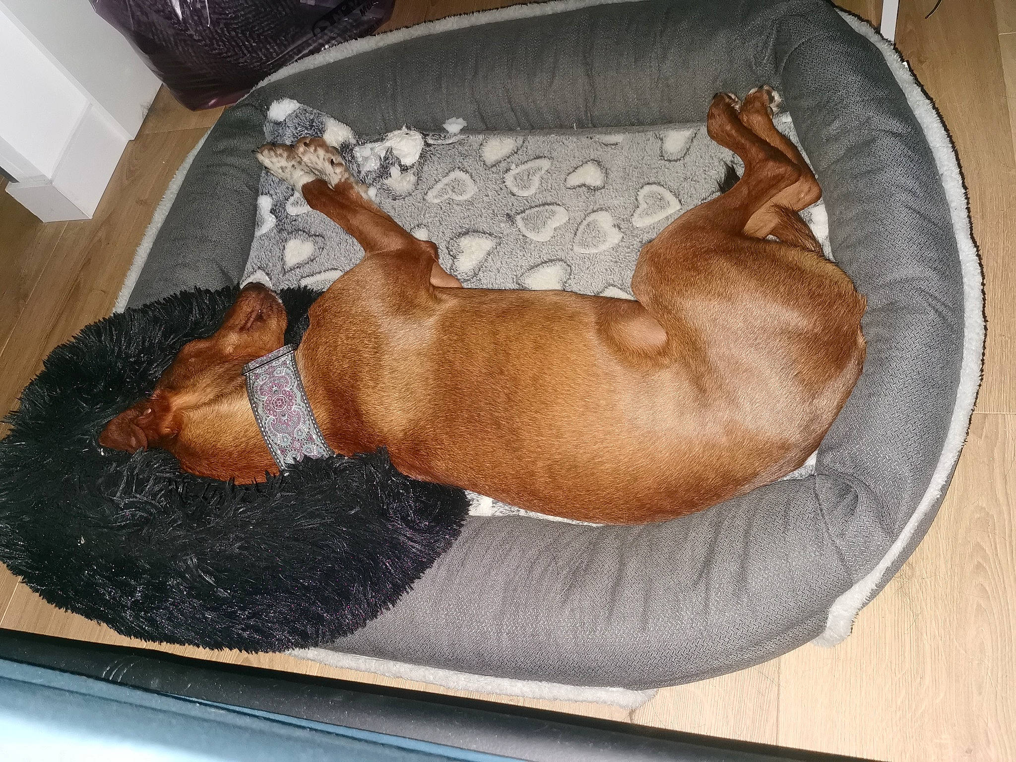 Victor a rejoint le concours — aidez-le/la à gagner de superbes lots ! bathing, canidae, carnivore, chest, comfort, companion_dog, dog, dog_bed, dog_breed, dog_supply, fawn, liver, nap, pet_supply, sporting_group, tail