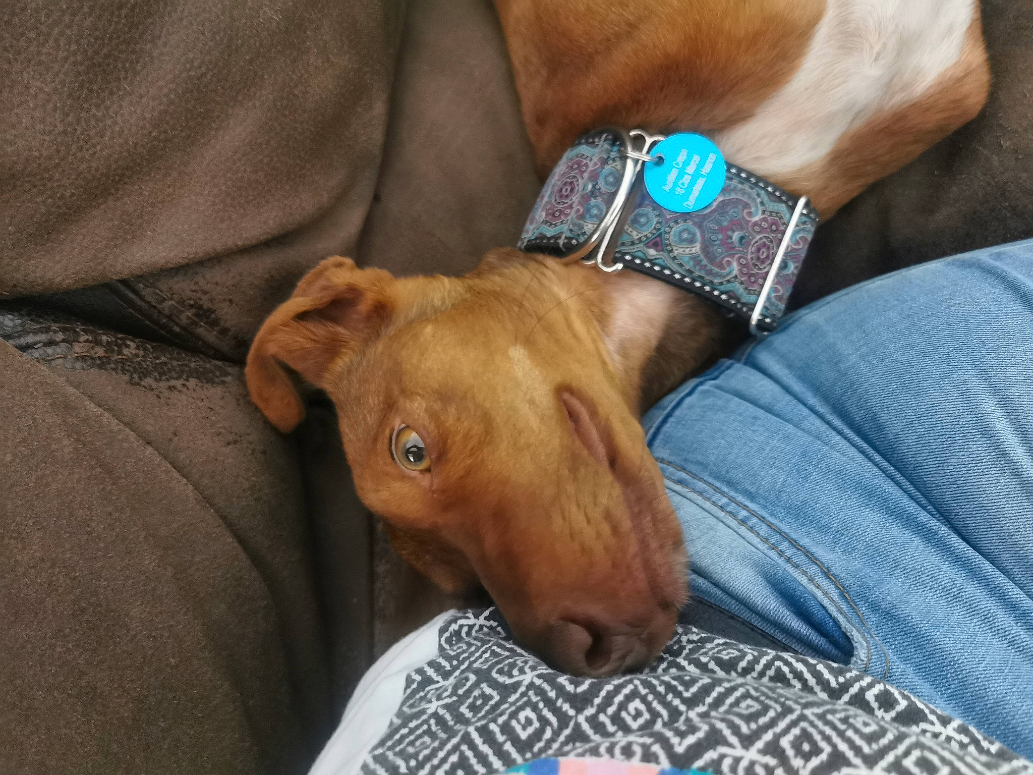 Victor participe au concours pour gagner de l'argent avec cette photo : canidae, carnivore, clock, collar, comfort, companion_dog, dog, dog_breed, dog_supply, electric_blue, fashion_accessory, gesture, liver, pet_supply, sleeve, sporting_group, strap, watch, working_animal, wrist