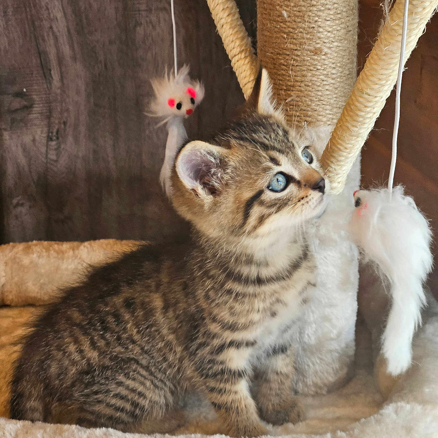 Aladdin a rejoint le concours — aidez-le/la à gagner de superbes lots ! animal, blue_eyes, cat, cat_tree, cozy, curious, cute, fur, fuzzy_toy, indoor, kitten, pet, playful, sitting, small, tabby, toy_mouse, whiskers, wooden_background, young