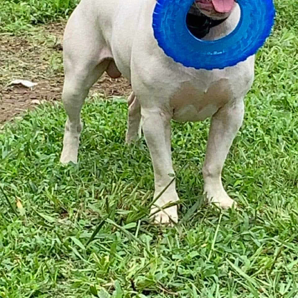 Bocephus joined the competition — help win amazing prizes! animal, boxer, bulldog, canine, dog, field, frisbee, grass, grassland, lawn, nature, outdoors, pet, pitbull, plant, puppy, soil, toy, whitedog, yard