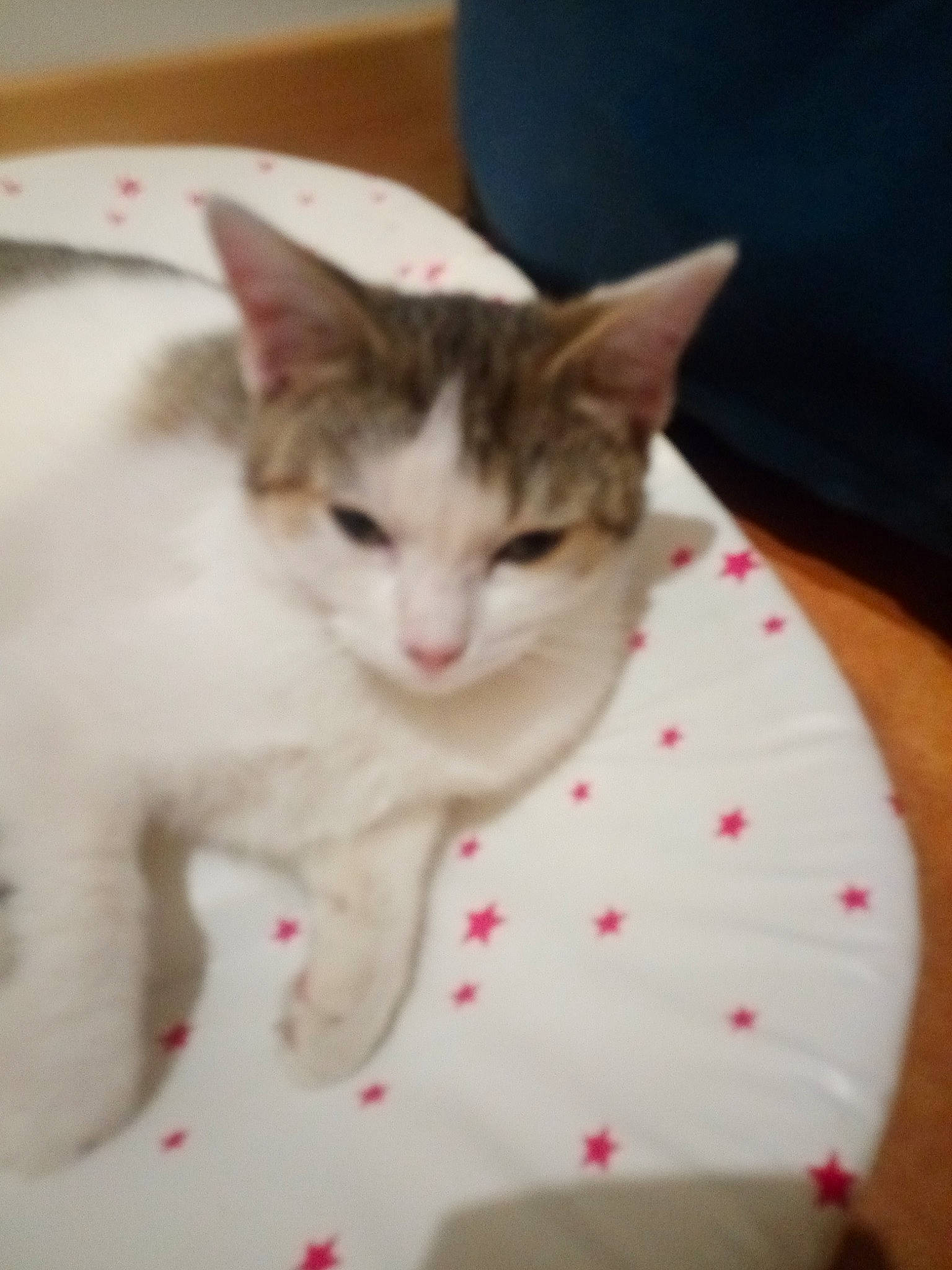 Luna a rejoint le concours — aidez-le/la à gagner de superbes lots ! carmine, carnivore, cat, child, domestic_short_haired_cat, ear, eye, fawn, felidae, fur, head, leg, pattern, paw, plant, small_to_medium_sized_cats, snout, tail, whiskers, window