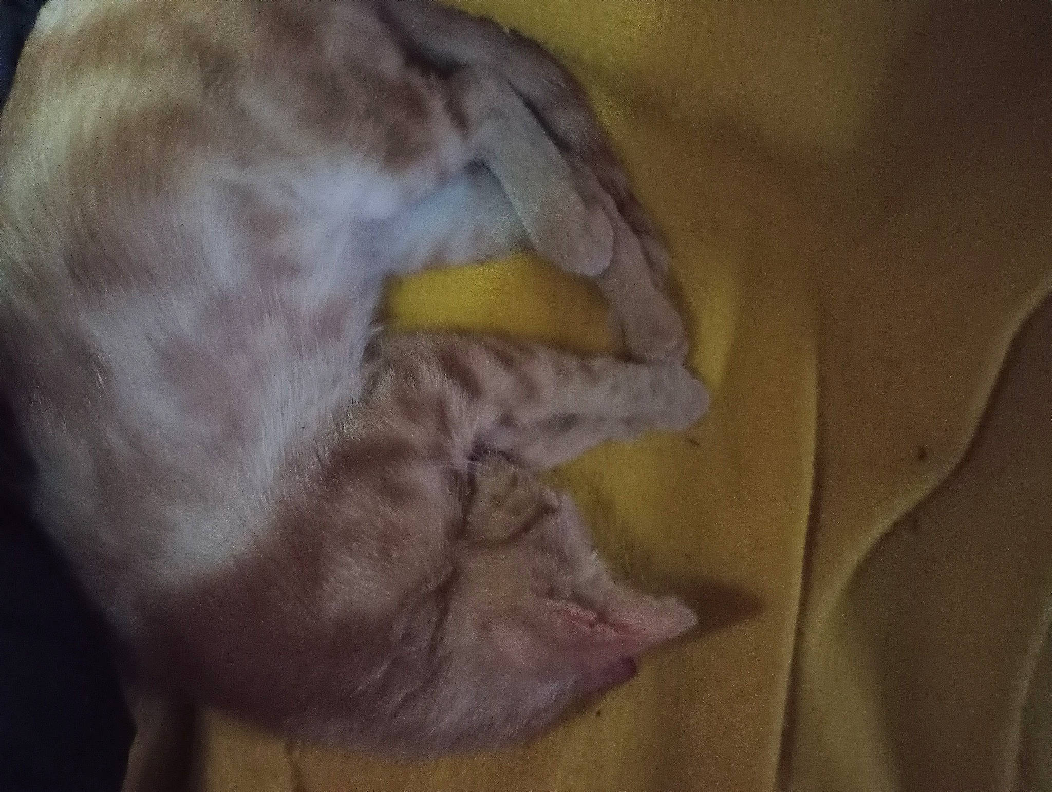 Trouble joined the competition — help win amazing prizes! canidae, carnivore, cat, claw, comfort, companion_dog, dog_breed, domestic_short_haired_cat, fang, fawn, felidae, fur, nap, paw, sleep, small_to_medium_sized_cats, snout, sporting_group, tail, whiskers