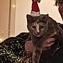 animal, black_clothing, cat, celebration, costume, cozy, cute, feline, festive, hand, holding, holiday, indoor, light_effects, person, pet, portrait, santa_hat, sparkles, warm