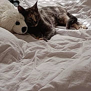 Azryel participe au concours pour gagner de l'argent avec cette photo : animal, bed, cat, comfort, companion, cozy, cuddly, cute, feline, fur, indoor, pet, plush, relaxing, rest, sleeping, snuggling, soft, stuffed_animal, white_bed