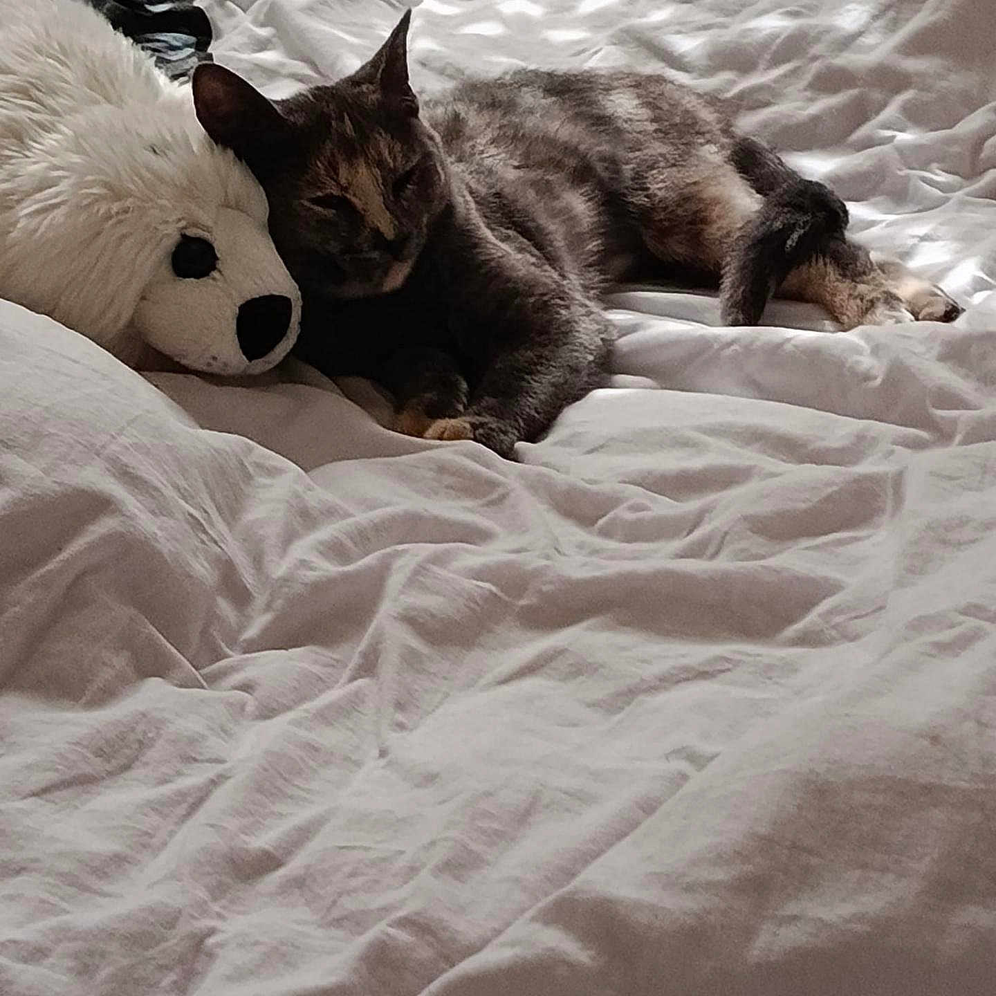 Azryel participe au concours pour gagner de l'argent avec cette photo : animal, bed, cat, comfort, companion, cozy, cuddly, cute, feline, fur, indoor, pet, plush, relaxing, rest, sleeping, snuggling, soft, stuffed_animal, white_bed