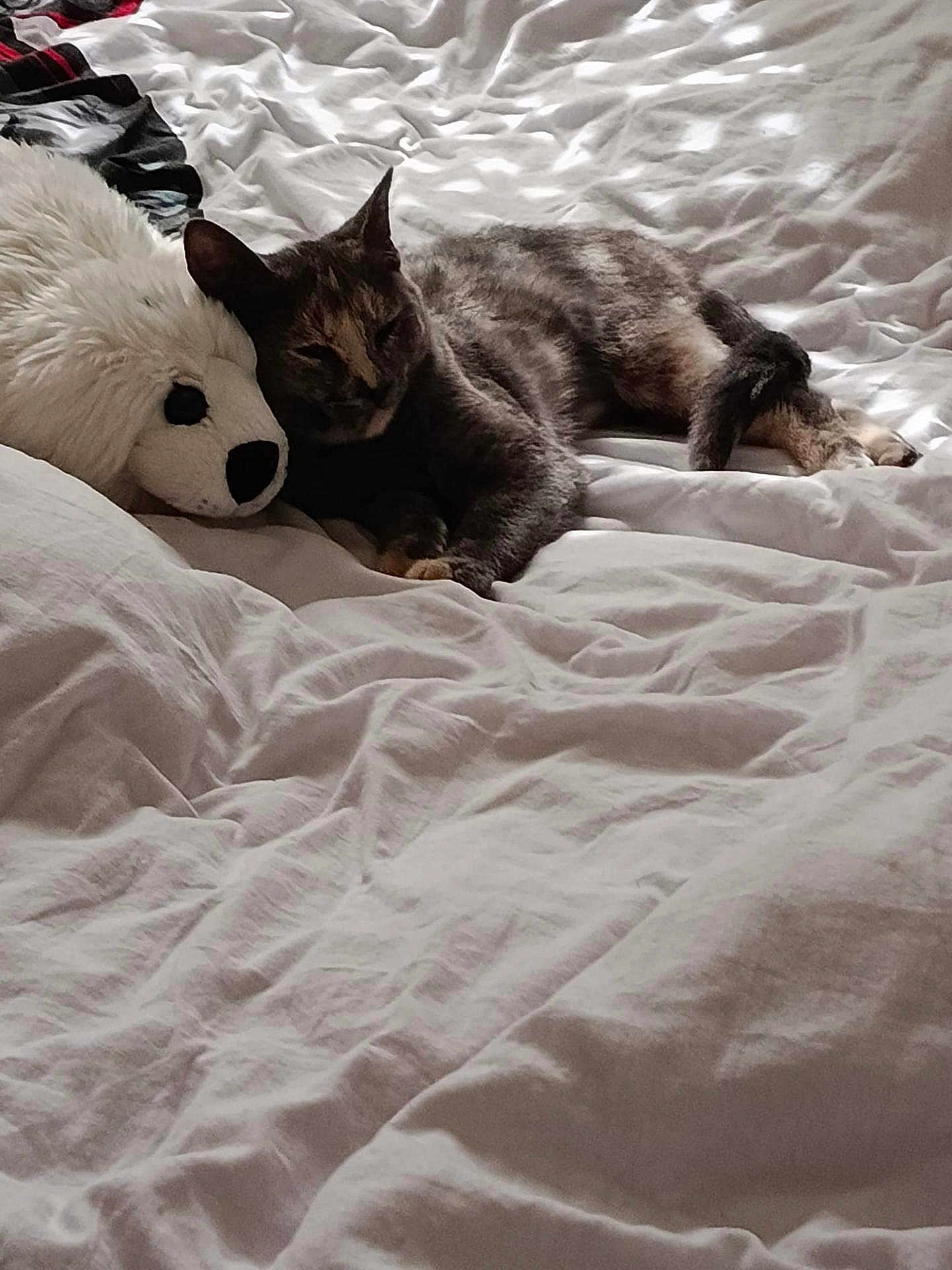 Azryel participe au concours pour gagner de l'argent avec cette photo : animal, bed, cat, comfort, companion, cozy, cuddly, cute, feline, fur, indoor, pet, plush, relaxing, rest, sleeping, snuggling, soft, stuffed_animal, white_bed