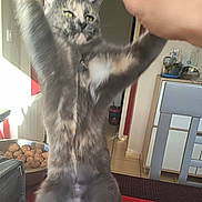 Azryel a rejoint le concours — aidez-le/la à gagner de superbes lots ! cat, blurred, indoor, kitchen, paw, furniture, human_hand, walnuts, bowl, playful, pet, animal, table, chair, domestic, curious, standing, interaction, fur, light