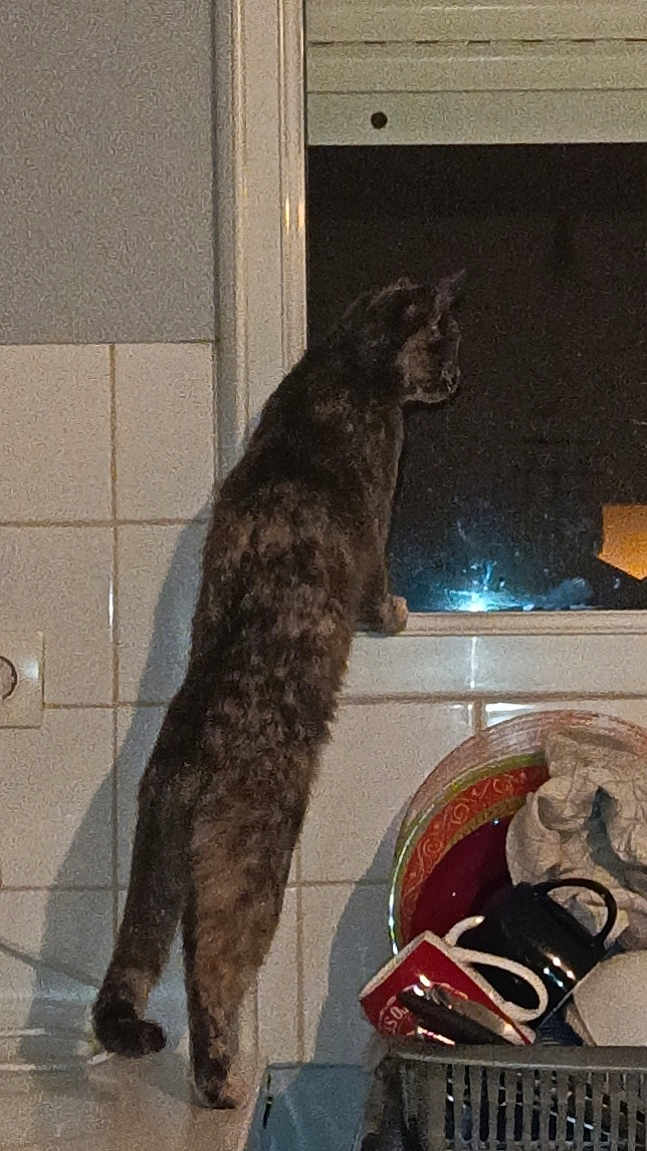 Azryel a rejoint le concours — aidez-le/la à gagner de superbes lots ! animal, cat, clutter, curious, dish_rack, domestic, feline, hind_legs, household, indoor, kitchen, looking_out, mugs, night, pet, plates, reflection, standing, tiles, window