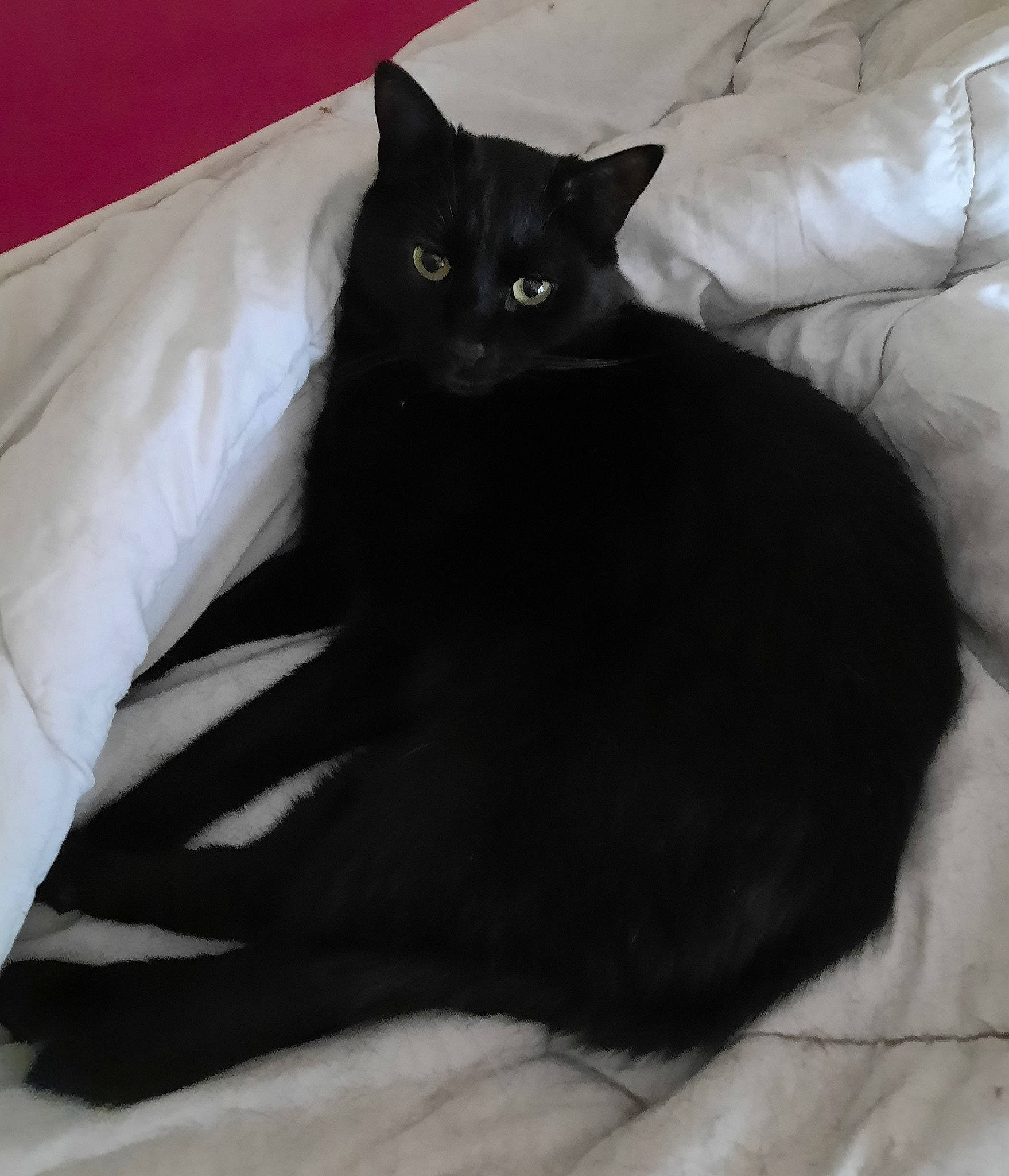 Blackie a rejoint le concours — aidez-le/la à gagner de superbes lots ! bed, black_cat, bombay, carnivore, cat, cat_supply, claw, comfort, domestic_short_haired_cat, felidae, fur, grey, linens, room, small_to_medium_sized_cats, snout, tail, terrestrial_animal, whiskers