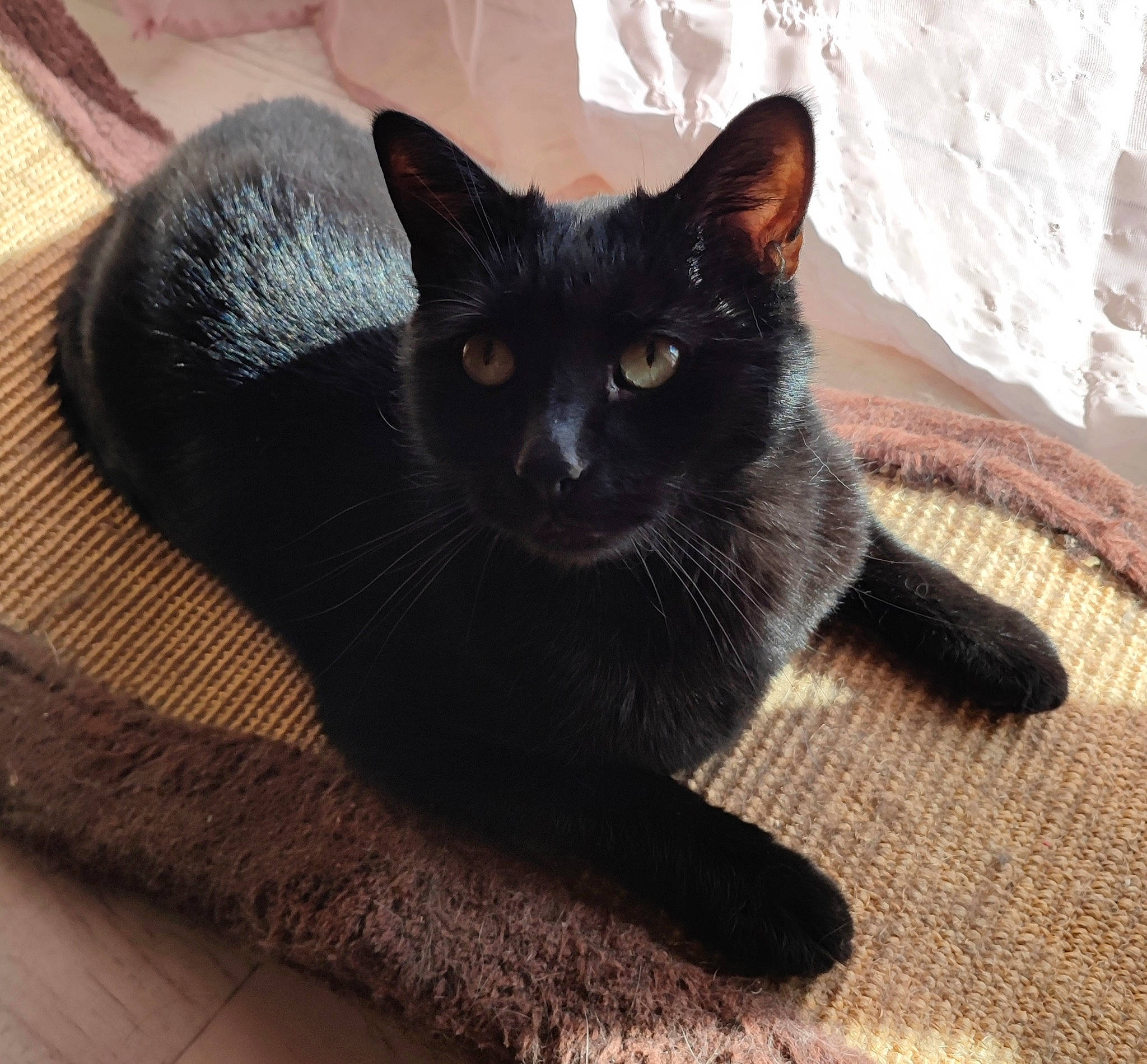 Blackie a rejoint le concours — aidez-le/la à gagner de superbes lots ! black_cat, bombay, carnivore, cat, cat_furniture, cat_supply, comfort, domestic_short_haired_cat, felidae, flooring, fur, grey, hardwood, small_to_medium_sized_cats, snout, tail, terrestrial_animal, whiskers, wood