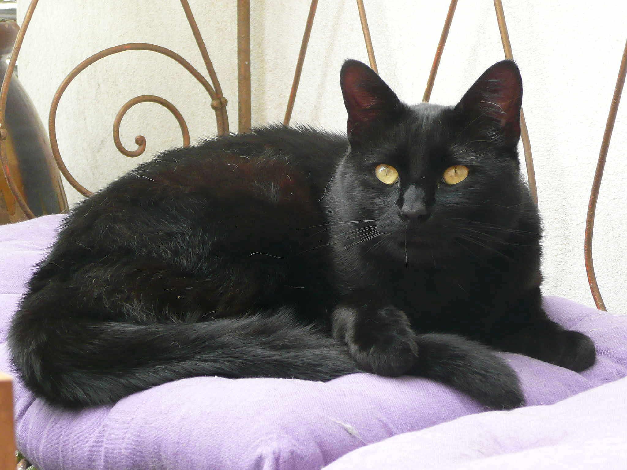 Filou