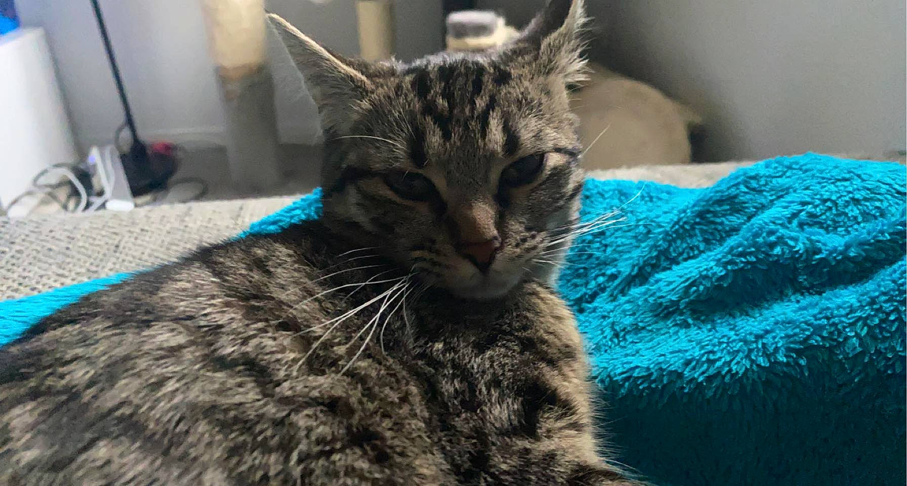 Lina a rejoint le concours — aidez-le/la à gagner de superbes lots ! carnivore, cat, claw, comfort, domestic_short_haired_cat, felidae, fur, small_to_medium_sized_cats, snout, terrestrial_animal, whiskers, wildlife, woven_fabric