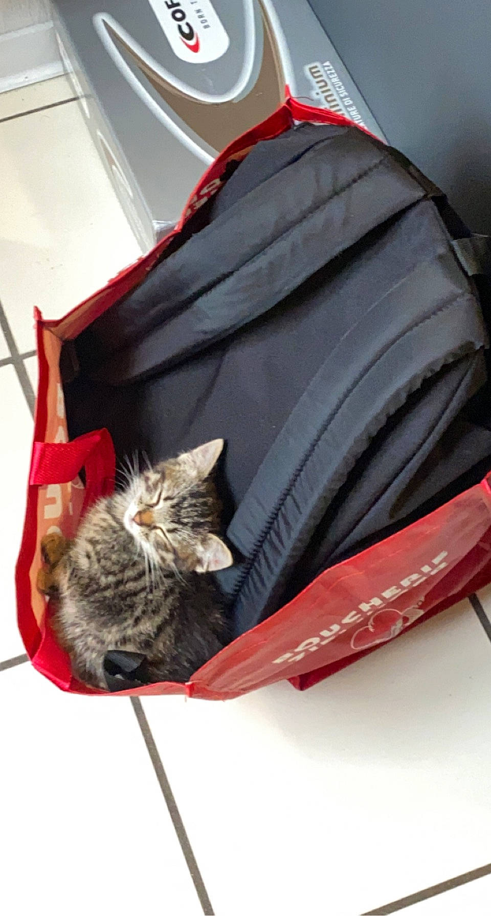 Lina a rejoint le concours — aidez-le/la à gagner de superbes lots ! bag, baggage, carnivore, cat, cat_supply, comfort, domestic_short_haired_cat, fashion_accessory, felidae, fur, grey, luggage_and_bags, pet_supply, small_to_medium_sized_cats, tail, whiskers