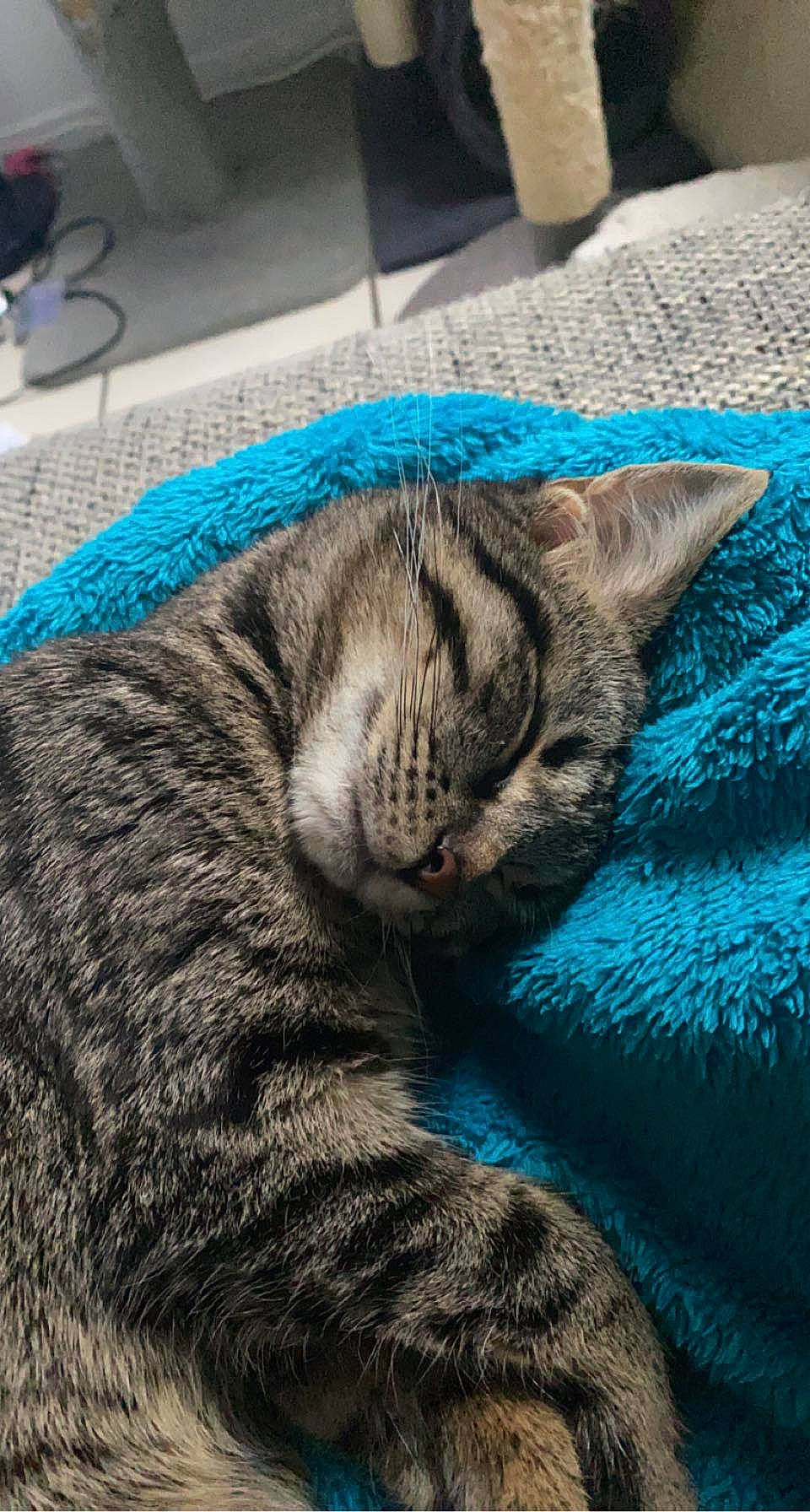 Lina a rejoint le concours — aidez-le/la à gagner de superbes lots ! blue, carnivore, cat, claw, comfort, domestic_short_haired_cat, electric_blue, felidae, fur, grass, grey, nap, paw, sleep, small_to_medium_sized_cats, snout, tail, terrestrial_animal, whiskers, wildlife