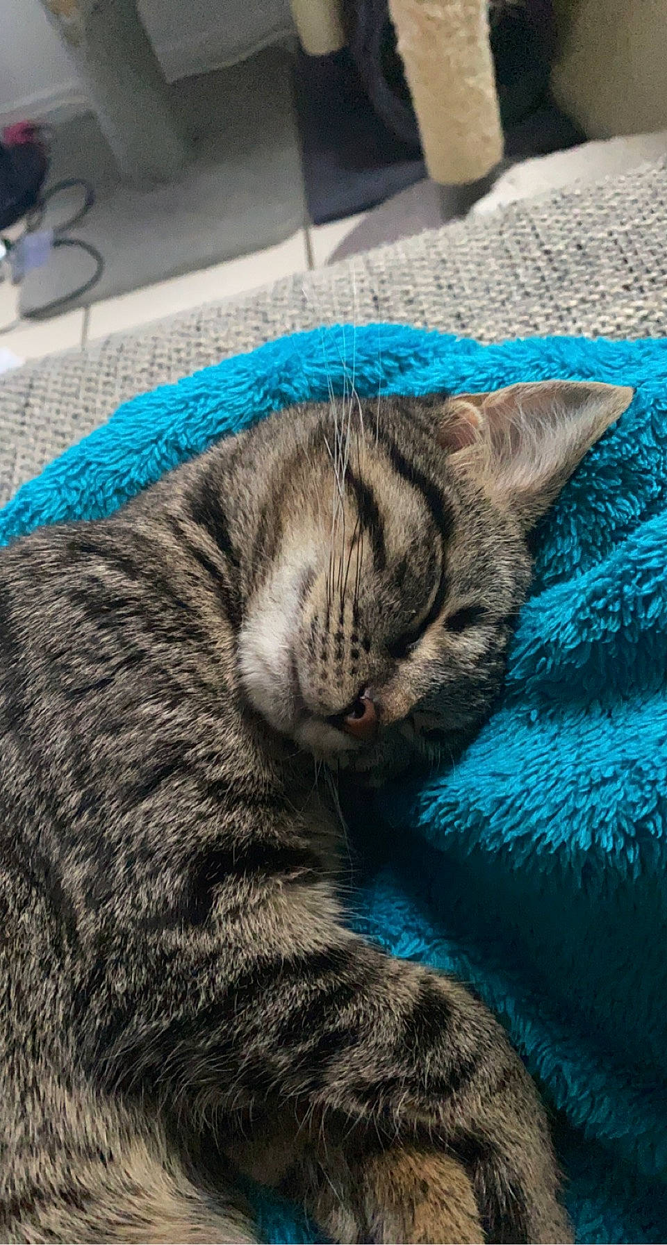 Lina participe au concours pour gagner de l'argent avec cette photo : blue, carnivore, cat, claw, comfort, domestic_short_haired_cat, electric_blue, felidae, fur, grass, grey, nap, paw, sleep, small_to_medium_sized_cats, snout, tail, terrestrial_animal, whiskers, wildlife