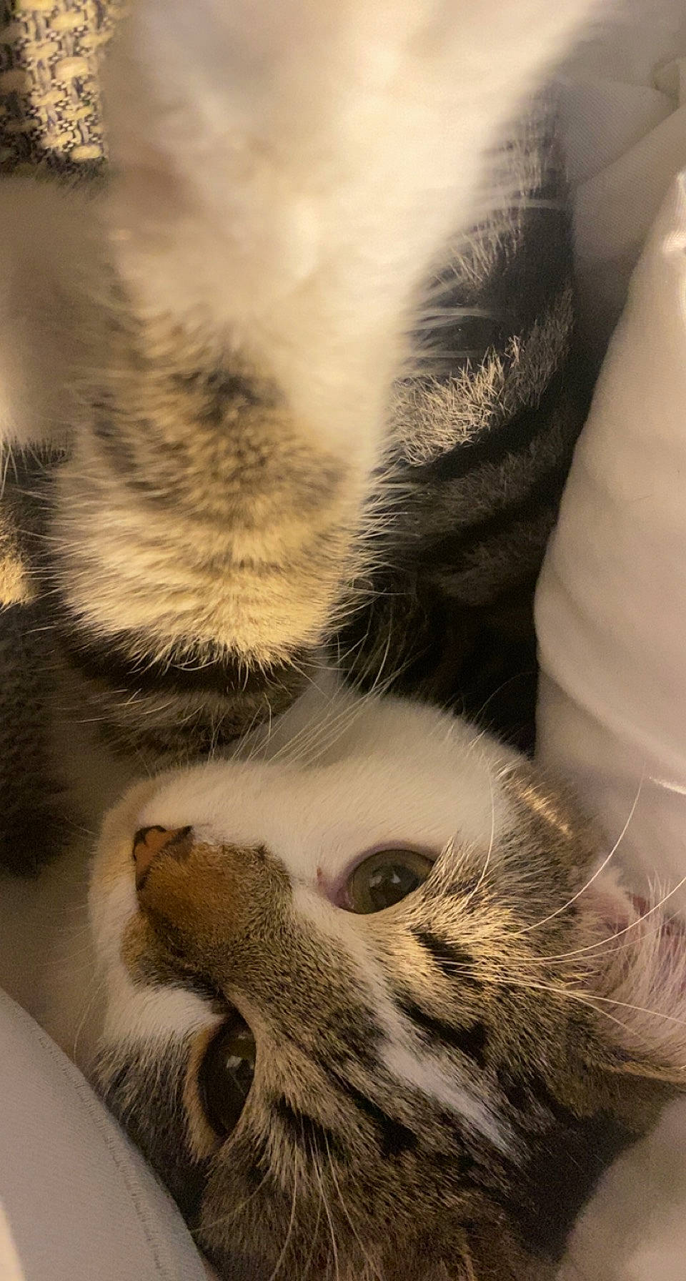 Myron participe au concours pour gagner de l'argent avec cette photo : carnivore, cat, claw, close_up, comfort, domestic_short_haired_cat, eyelash, fawn, felidae, fur, gesture, monochrome, nap, nose, paw, small_to_medium_sized_cats, snout, tail, whiskers, wildlife