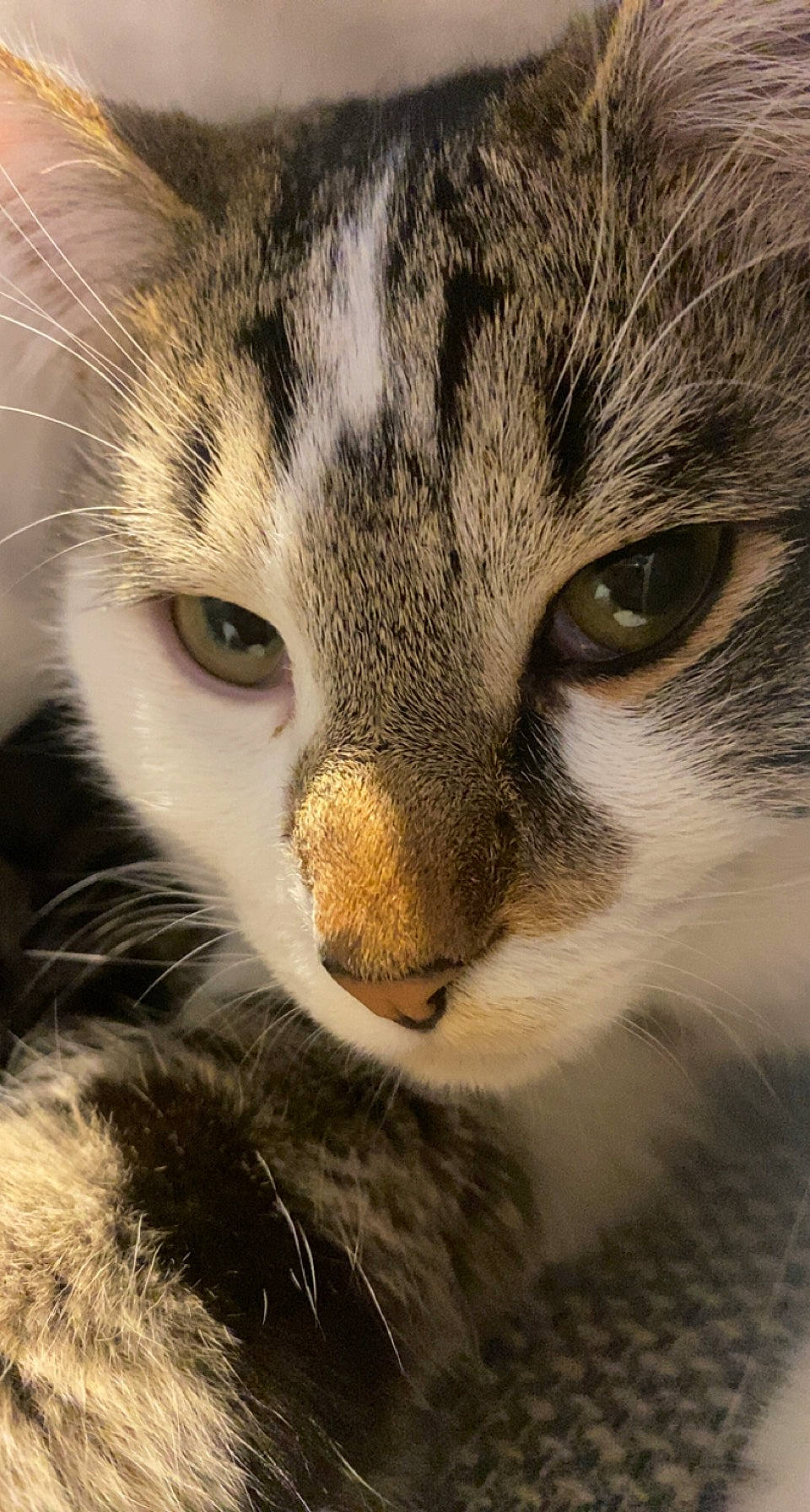 Myron participe au concours pour gagner de l'argent avec cette photo : carnivore, cat, close_up, domestic_short_haired_cat, felidae, fur, grass, head, macro_photography, mammal, small_to_medium_sized_cats, snout, terrestrial_animal, vertebrate, whiskers, wildlife