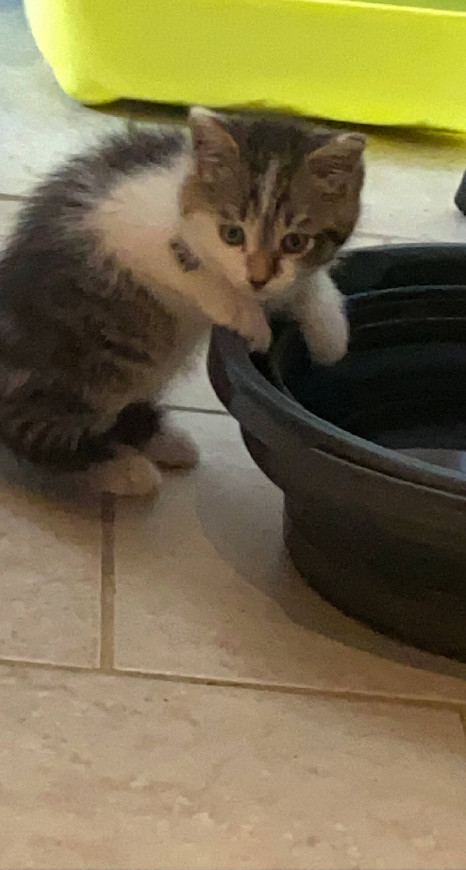 Myron a rejoint le concours — aidez-le/la à gagner de superbes lots ! automotive_tire, carnivore, cat, cat_supply, claw, comfort, domestic_short_haired_cat, felidae, flooring, fur, paw, pet_food, pet_supply, small_to_medium_sized_cats, snout, tail, whiskers, window