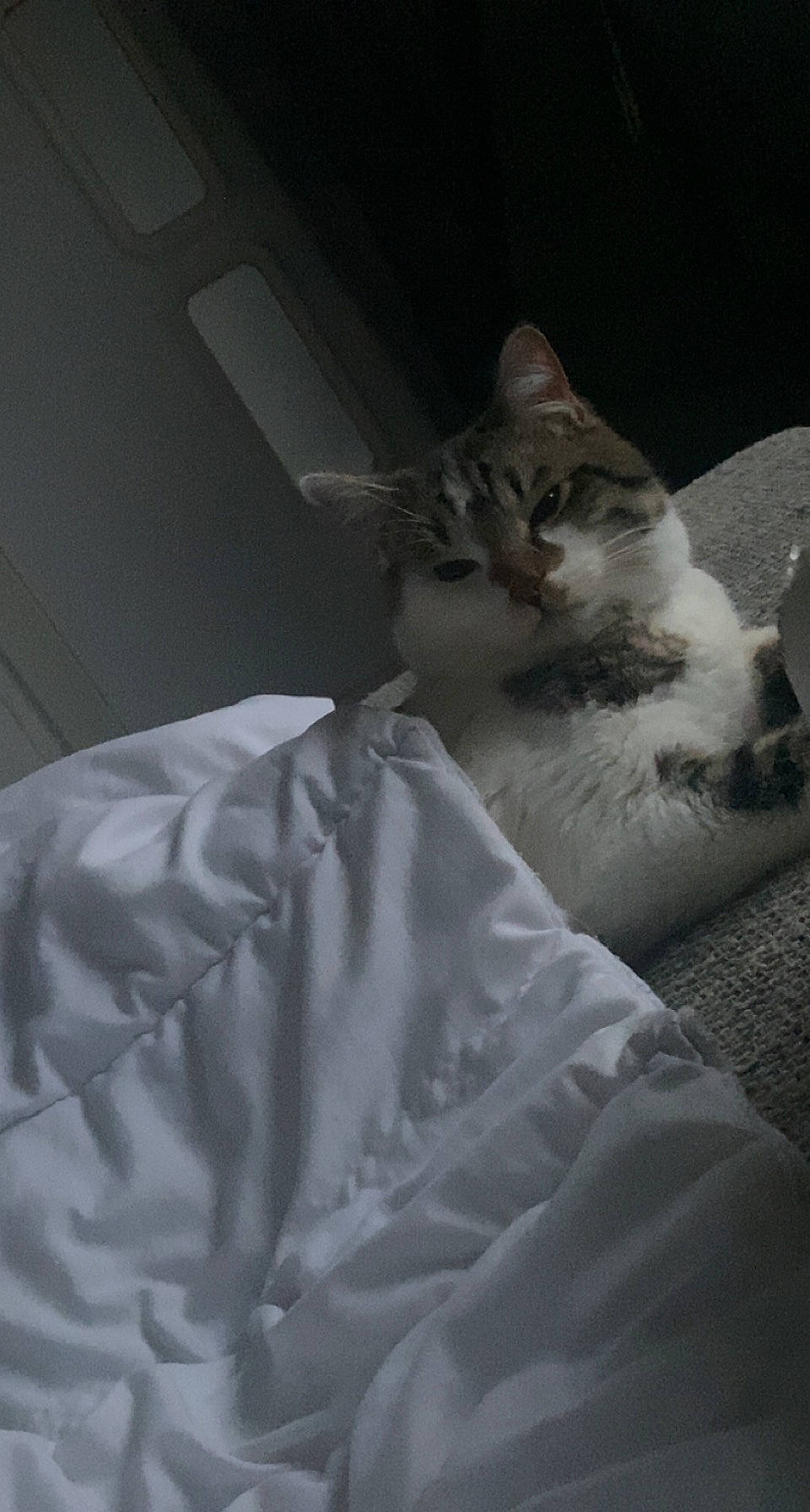 Myron a rejoint le concours — aidez-le/la à gagner de superbes lots ! carnivore, cat, comfort, darkness, domestic_short_haired_cat, eye, felidae, fur, grey, human_body, monochrome, monochrome_photography, paw, sitting, sleeve, small_to_medium_sized_cats, snout, tail, terrestrial_animal, whiskers