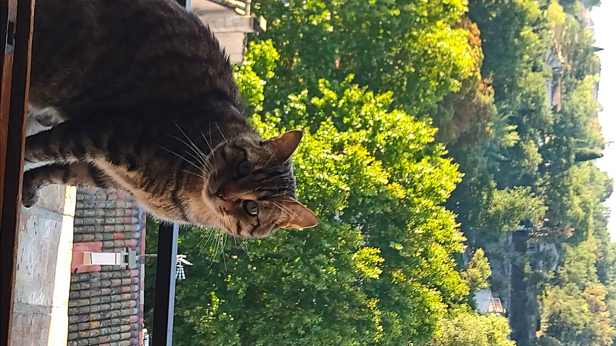 Ninja a rejoint le concours — aidez-le/la à gagner de superbes lots ! carnivore, cat, domestic_short_haired_cat, fawn, felidae, fur, grass, leaf, plant, shrub, small_to_medium_sized_cats, snout, tail, terrestrial_animal, tree, trunk, whiskers, window, wood, woody_plant