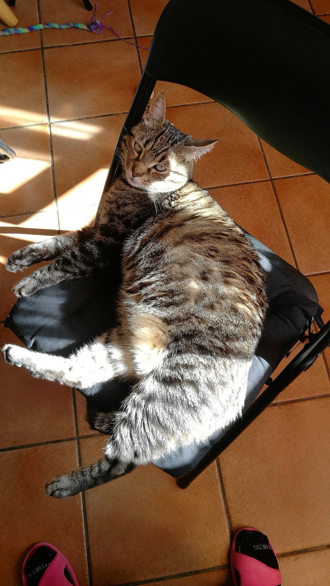 Ninja a rejoint le concours — aidez-le/la à gagner de superbes lots ! bag, black_cat, carnivore, cat, claw, comfort, domestic_short_haired_cat, fashion_accessory, felidae, flooring, fur, luggage_and_bags, metal, paw, small_to_medium_sized_cats, tail, terrestrial_animal, whiskers