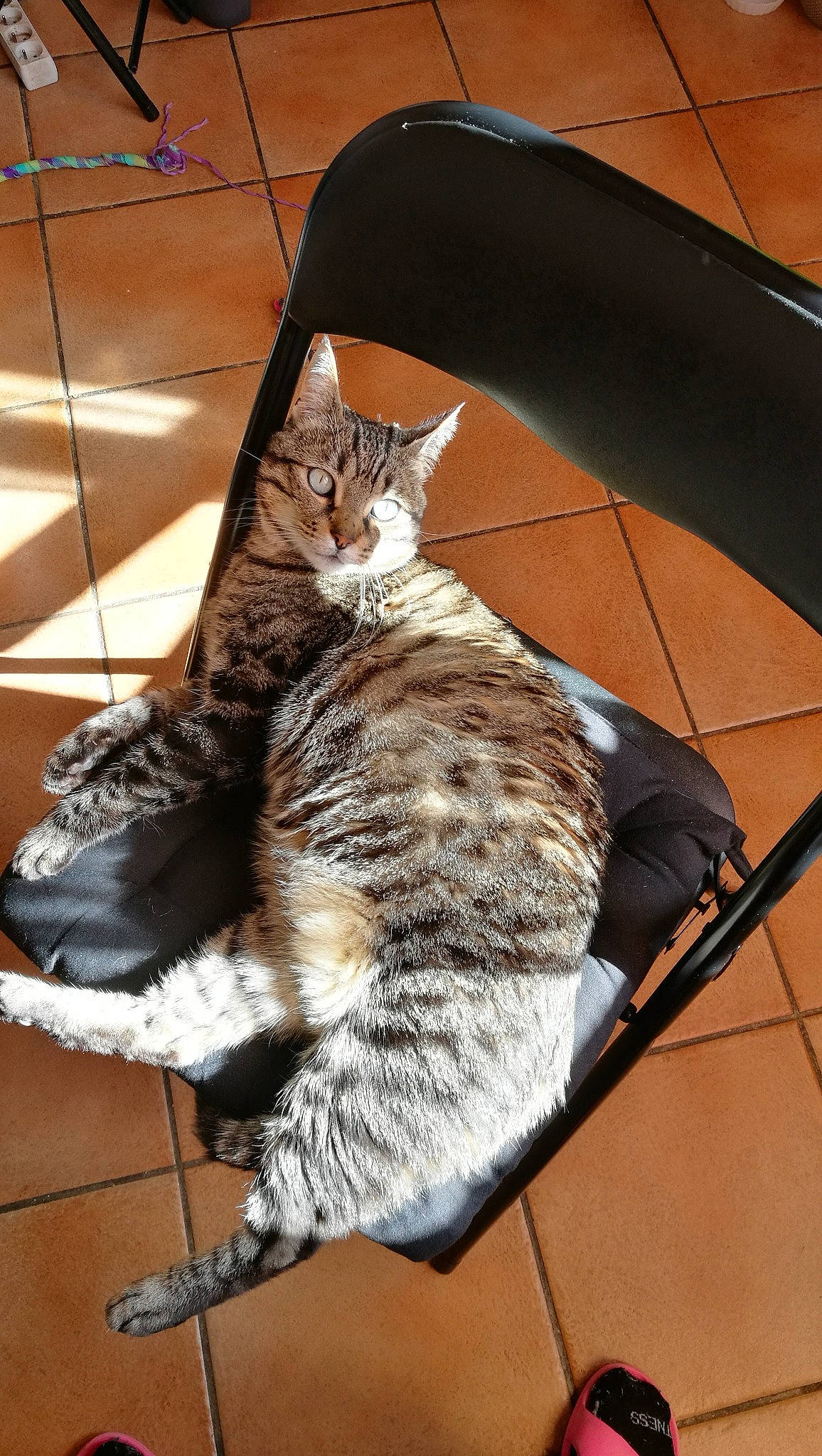 Ninja a rejoint le concours — aidez-le/la à gagner de superbes lots ! bag, carnivore, cat, claw, comfort, domestic_short_haired_cat, fashion_accessory, felidae, foot, fur, metal, paw, sitting, small_to_medium_sized_cats, snout, tail, terrestrial_animal, umbrella, whiskers, wood