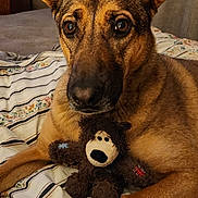 Sarabi is registered to the contest to win money with this photo: animal, bed, blanket, brown_fur, close_up, comfort, cozy, cute, dog, ears, face, home, indoor, looking, pet, relaxed, remote_control, resting, stuffed_toy, toy