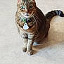 Praline participe au concours pour gagner de l'argent avec cette photo : cat, tabby, pet, animal, collar, indoor, feline, whiskers, tail, ears, fur, curious, sitting, floor, domestic, mammal, cute, alert, closeup, tag