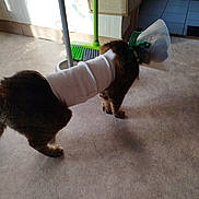 Praline a rejoint le concours — aidez-le/la à gagner de superbes lots ! cat, cone, bandage, pet, indoor, floor, broom, dustpan, animal, domestic, feline, injury, recovery, home, tile_floor, brown_cat, standing, shadow, wall, light