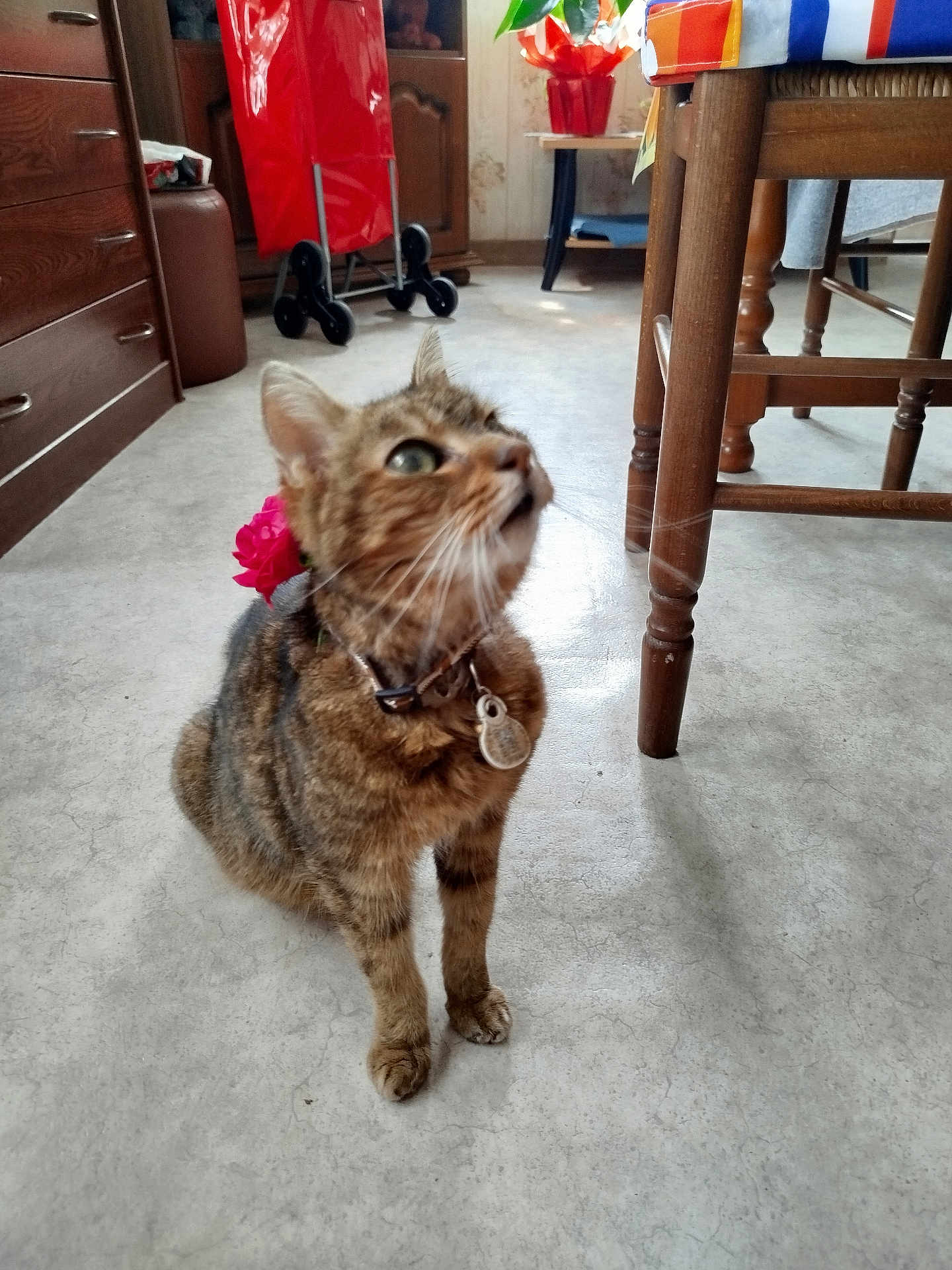 Praline participe au concours pour gagner de l'argent avec cette photo : cat, tabby, flower, collar, pet, indoor, floor, wooden_furniture, chair, cabinet, curious, looking_up, home, domestic, animal, whiskers, ears, paws, light, decoration