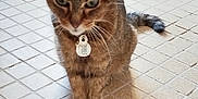 Praline participe au concours pour gagner de l'argent avec cette photo : cat, tabby, collar, tag, floor, tile, indoor, pet, animal, whiskers, ears, tail, scratching_post, food_bowl, feline, fur, domestic, looking_down, closeup, standing