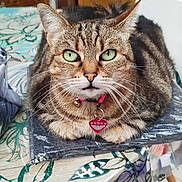 Félixe participe au concours pour gagner de l'argent avec cette photo : bell, book, cat, closeup, collar, domestic_animal, ears, feline, floral_pattern, fur, green_eyes, heart_tag, indoor, looking_at_camera, pet, plastic_wrap, resting, tabby, tablecloth, whiskers