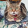 bell, book, cat, closeup, collar, domestic_animal, ears, feline, floral_pattern, fur, green_eyes, heart_tag, indoor, looking_at_camera, pet, plastic_wrap, resting, tabby, tablecloth, whiskers