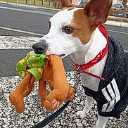 Bablue participe au concours pour gagner de l'argent avec cette photo : animal, bandana, brown, canine, close_up, dog, ears, jacket, leash, outdoor, pavement, pet, playful, sidewalk, street, stuffed_animal, toy, urban, walking, white