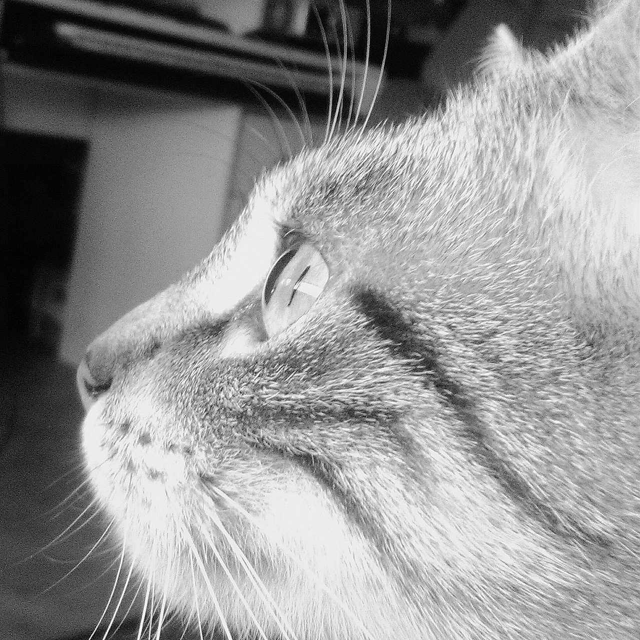 Boubouille a rejoint le concours — aidez-le/la à gagner de superbes lots ! black, black_and_white, cat, cat_like_mammal, close_up, domestic_short_haired_cat, eye, fur, mammal, monochrome, monochrome_photography, nose, organ, photography, small_to_medium_sized_cats, snapshot, snout, tabby_cat, whiskers, white