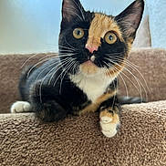 Dobby is registered to the contest to win money with this photo: abyssinian, animal, armchair, blanket, brasssection, cat, chair, couch, cushion, furniture, homedecor, horn, kitten, manx, musicalinstrument, pet, siamese, snout