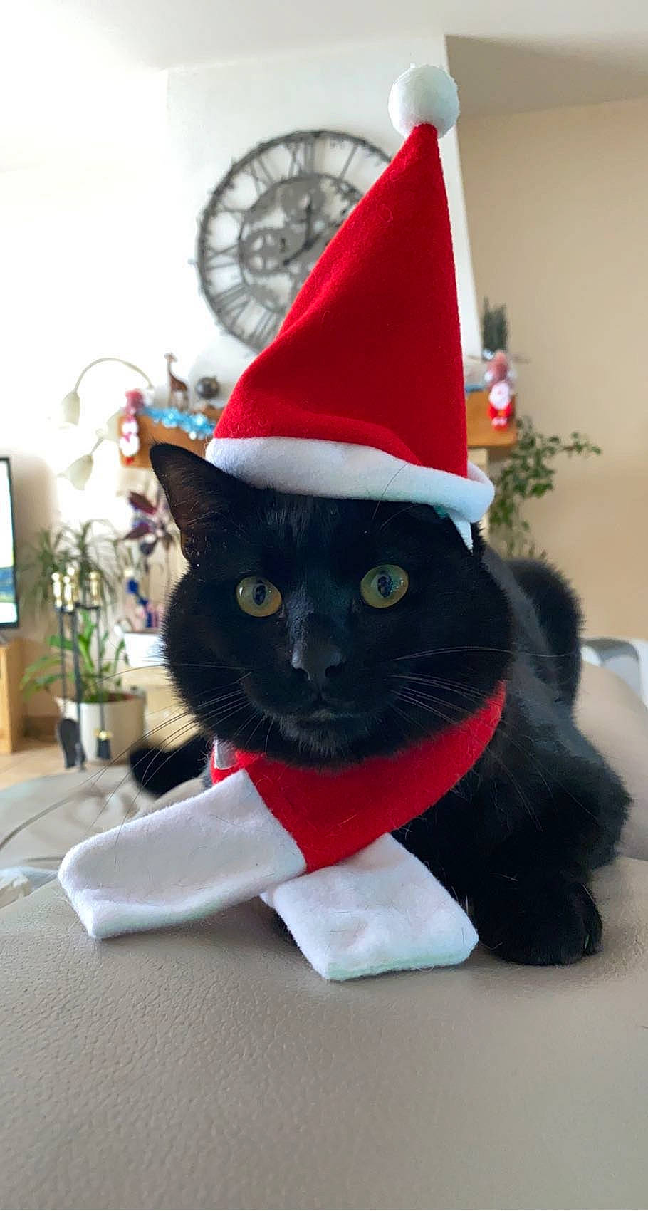 Saphir a rejoint le concours — aidez-le/la à gagner de superbes lots ! black_cat, carmine, carnivore, cat, christmas, christmas_decoration, christmas_ornament, costume_hat, event, felidae, hat, holiday, houseplant, party_hat, plant, small_to_medium_sized_cats, snout, tail, television, whiskers