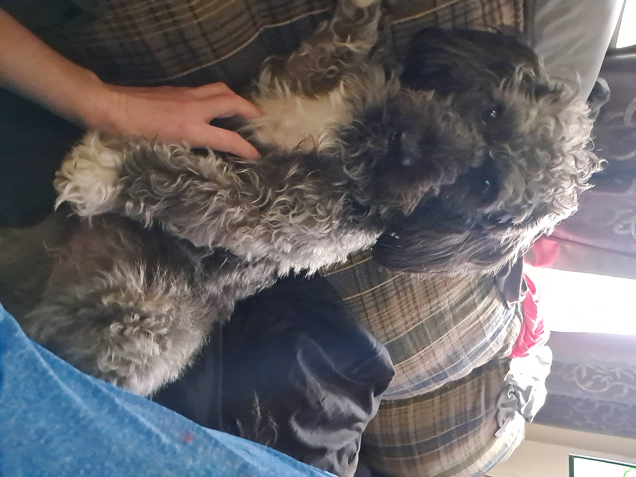 Jasper joined the competition — help win amazing prizes! animal_product, canidae, carnivore, comfort, companion_dog, dog, dog_breed, ear, felidae, fur, fur_clothing, gesture, small_terrier, small_to_medium_sized_cats, sporting_group, tail, tartan, terrier, toy_dog, whiskers