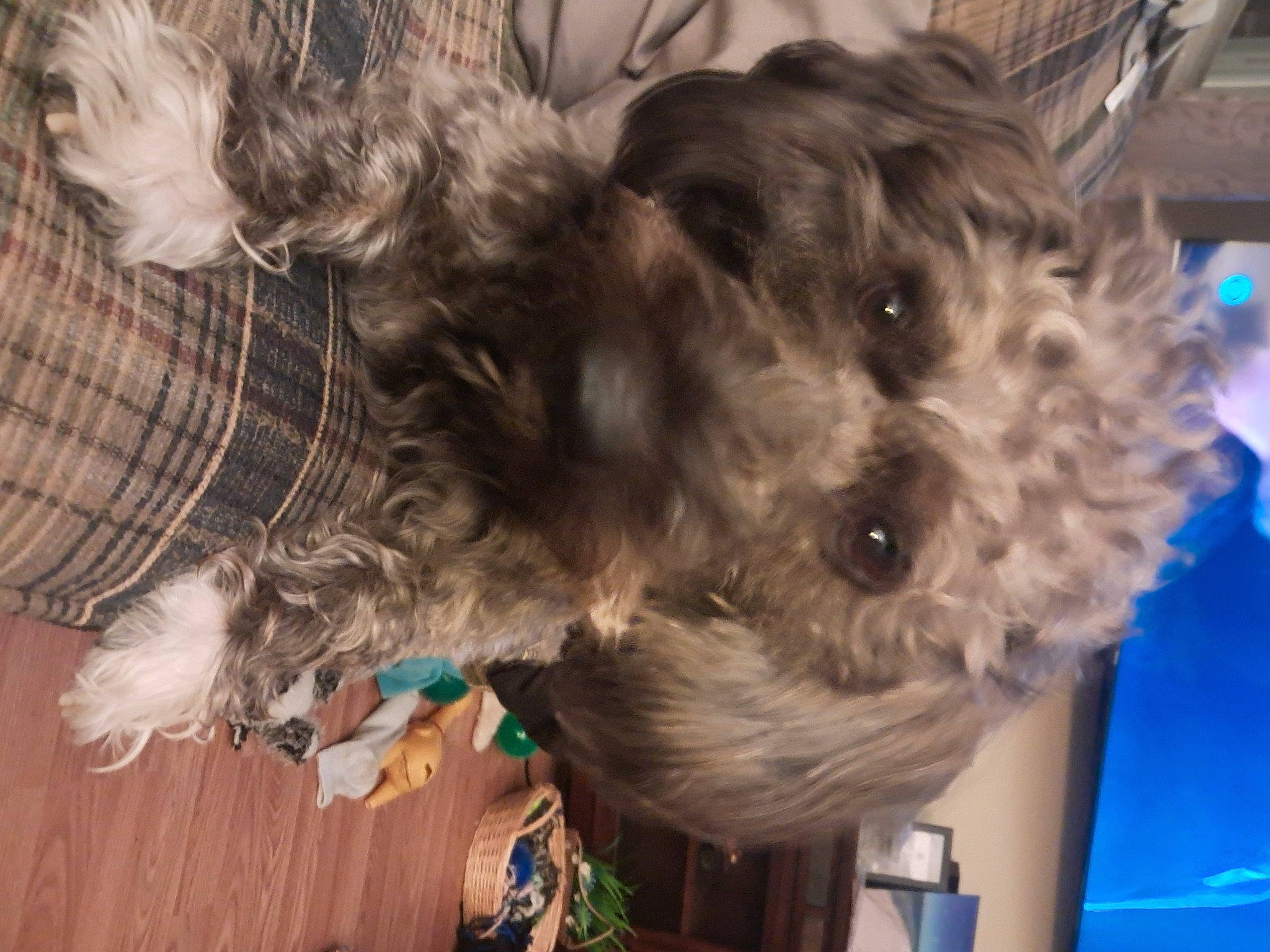 Jasper joined the competition — help win amazing prizes! canidae, carnivore, cockapoo, companion_dog, dog, dog_breed, dog_supply, fur, labradoodle, liver, poodle_crossbreed, puppy_love, schnauzer, small_terrier, sporting_group, terrier, toy_dog, working_animal, yorkipoo, yorkshire_terrier