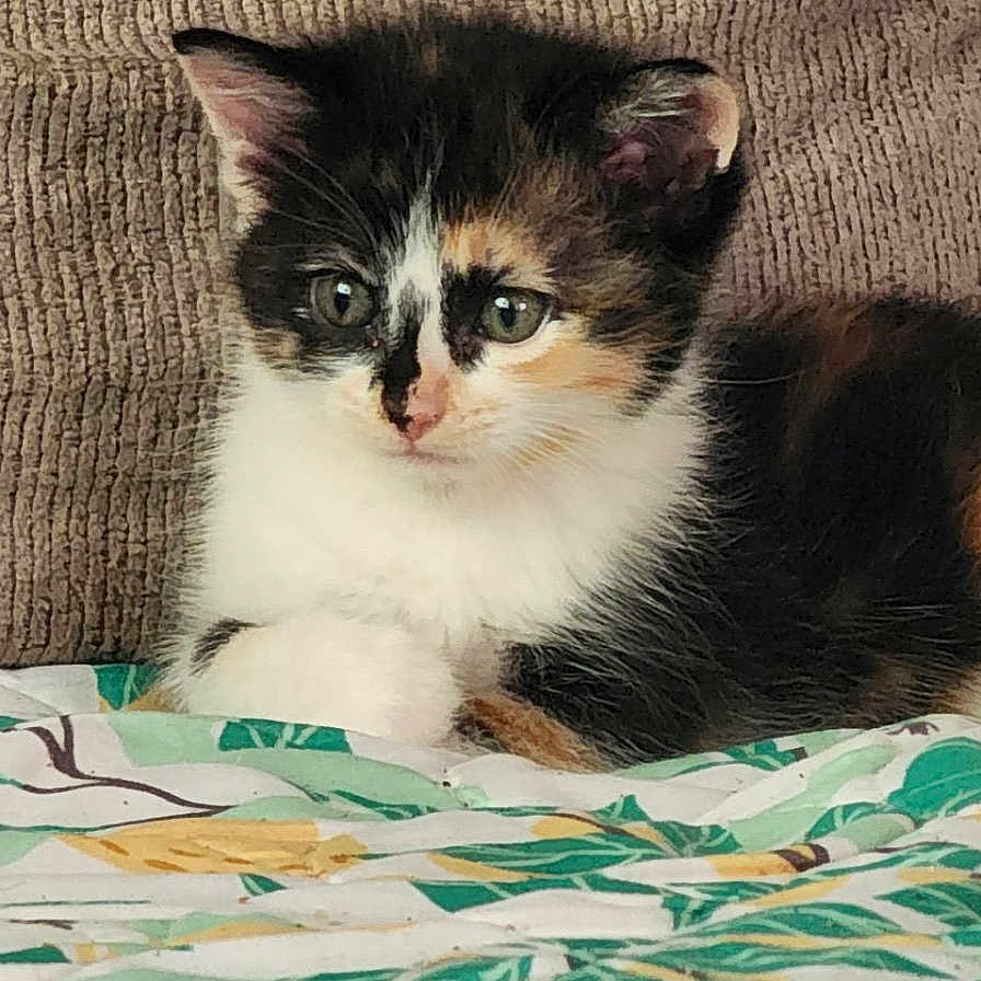 Fungus is registered to the contest to win money with this photo: animal, beige, blanket, calico, cat, cushion, cute, domestic, feline, fur, green_eyes, indoor, kitten, leaf, pattern, pet, resting, small, whiskers, young