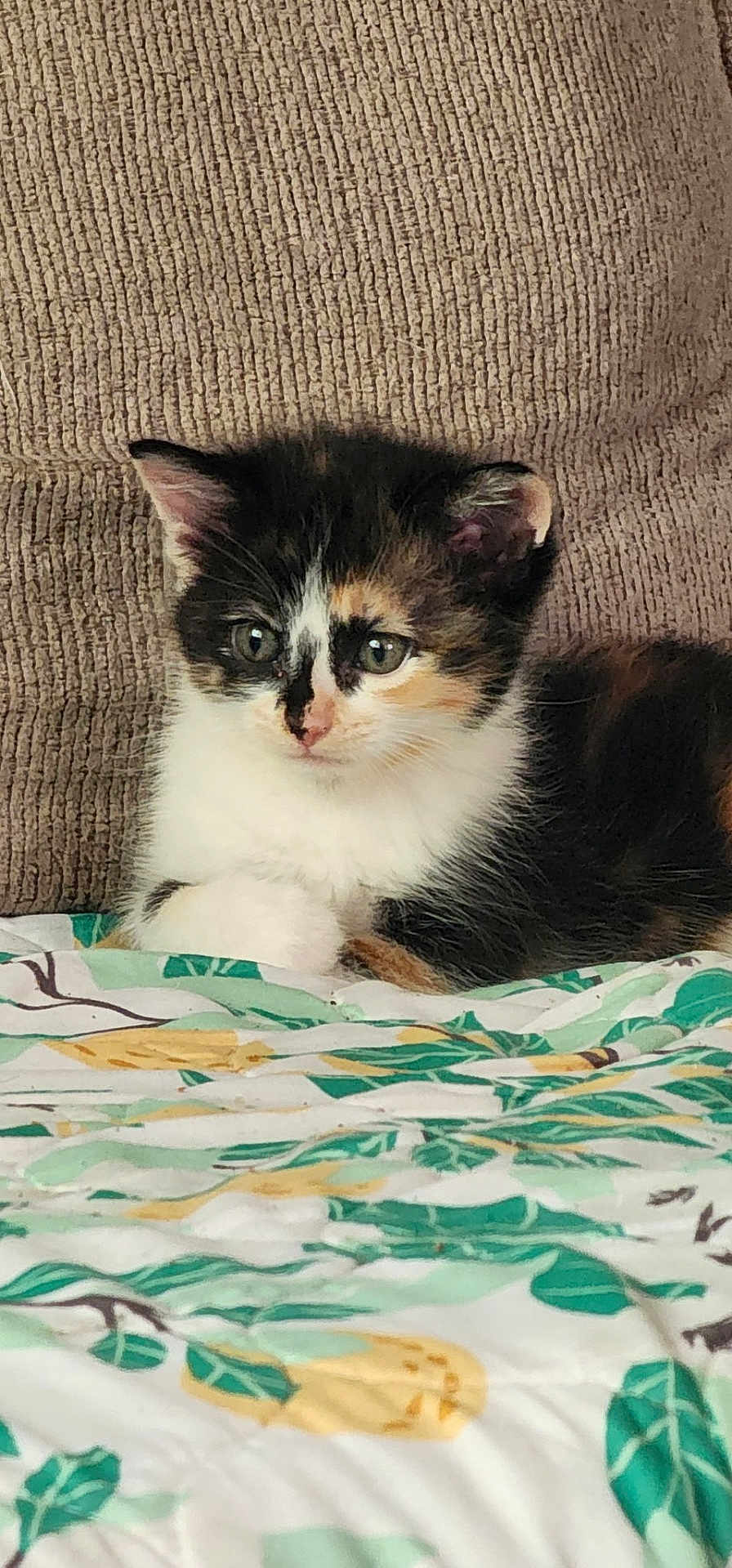 Fungus is registered to the contest to win money with this photo: kitten, cat, calico, pet, animal, cute, feline, fur, whiskers, green_eyes, indoor, blanket, pattern, leaf, cushion, beige, resting, small, young, domestic