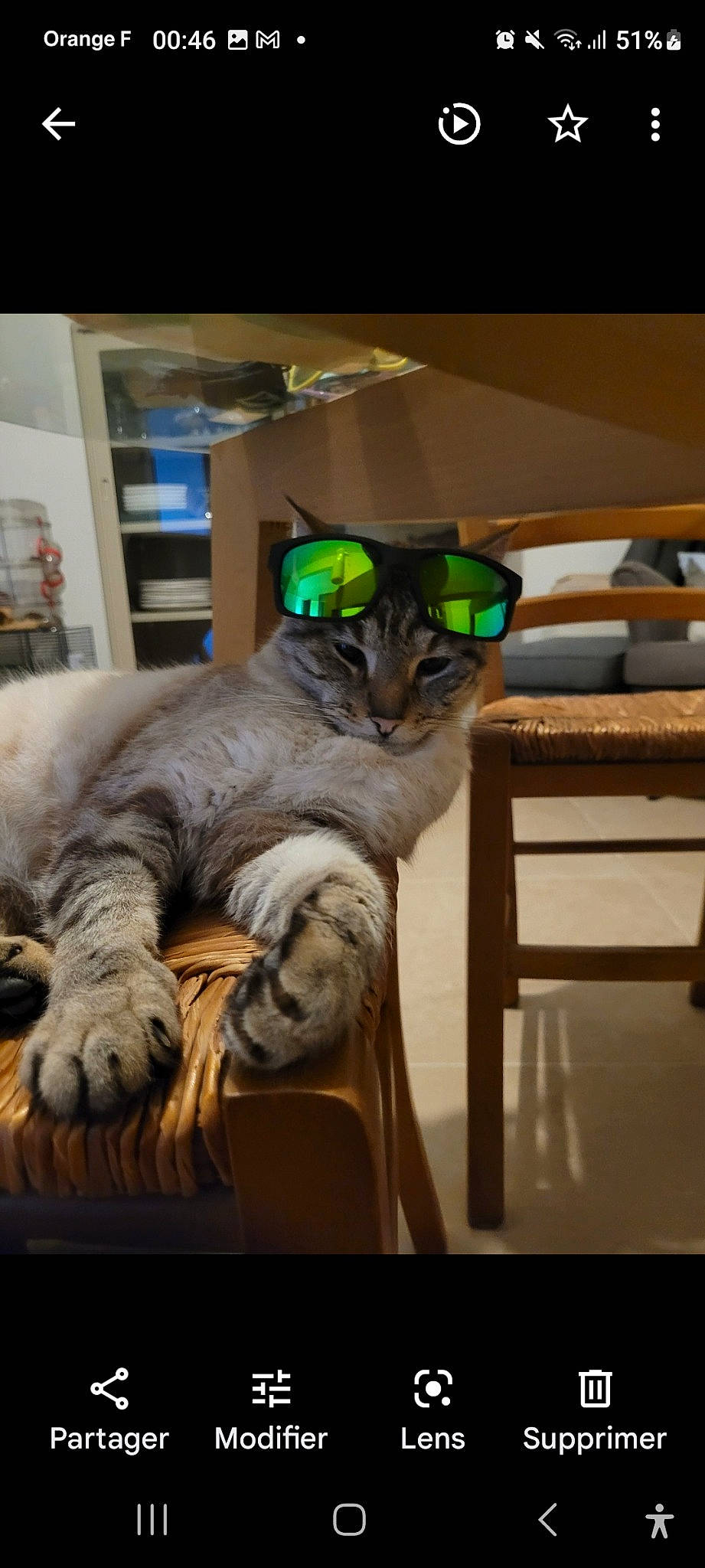 Tomtom participe au concours pour gagner de l'argent avec cette photo : carnivore, cat, claw, comfort, domestic_short_haired_cat, fang, fawn, felidae, fur, hardwood, paw, room, sitting, small_to_medium_sized_cats, tail, terrestrial_animal, whiskers, wildlife, wood, wrinkle