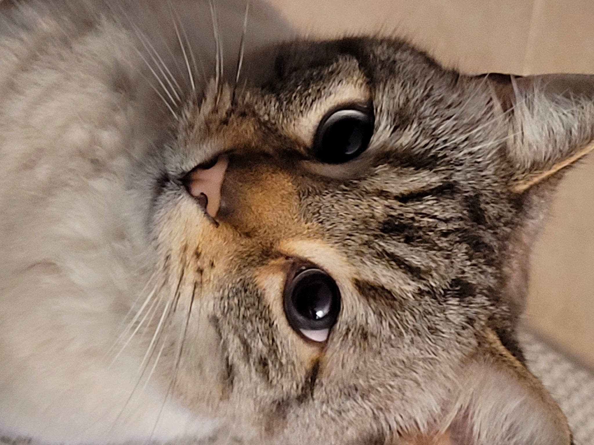 Tomtom a rejoint le concours — aidez-le/la à gagner de superbes lots ! carnivore, cat, close_up, curious, domestic_short_haired_cat, eye, felidae, fur, iris, small_to_medium_sized_cats, snout, terrestrial_animal, whiskers, wildlife