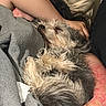 Harley Quinn joined the competition — help win amazing prizes! dog, small_dog, sleeping, upside_down, scruffy_fur, long_hair, black_and_white, pet, cuddling, human, arms, tattoo, blanket, pillow, bed, indoors, cozy, relaxed, portrait, closeup