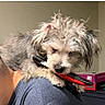 dog, puppy, small_dog, scruffy_fur, shaggy, pet, animal, canine, toy, chewing, red_toy, black_toy, shoulder, person, close_up, indoor, home, portrait, playful, funny