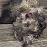 dog, puppy, small_dog, shaggy, fluffy, long_hair, upside_down, rolling, playful, tongue, open_mouth, pet, animal, indoor, floor, wood_floor, portrait, funny, cute, motion