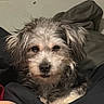 Harley Quinn is registered to the contest to win money with this photo: dog, puppy, pet, animal, shaggy, fur, floppy_ears, brown, white, black, face, eyes, nose, portrait, indoors, bed, blanket, bedroom, cozy, closeup