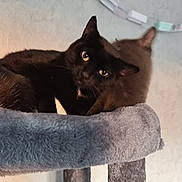 Ptitbb a rejoint le concours — aidez-le/la à gagner de superbes lots ! cat, black_cat, gray_cat, cat_tree, pet, animal, feline, indoor, cozy, resting, curious, soft_texture, fur, ears, whiskers, eyes, home, wall, decoration, paper_chain