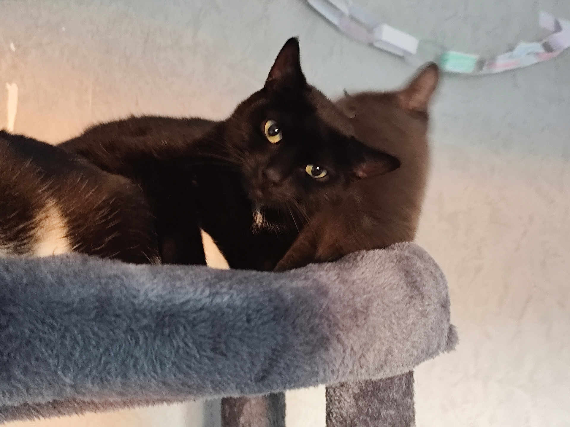 Ptitbb a rejoint le concours — aidez-le/la à gagner de superbes lots ! cat, black_cat, gray_cat, cat_tree, pet, animal, feline, indoor, cozy, resting, curious, soft_texture, fur, ears, whiskers, eyes, home, wall, decoration, paper_chain